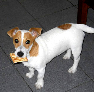 Hembras del Criadero Argentino de Jack Russell Terrier El Jardin de Jacky
