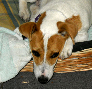 Hembras del Criadero Argentino de Jack Russell Terrier El Jardin de Jacky
