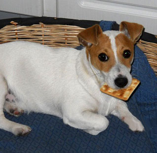 Hembras del Criadero Argentino de Jack Russell Terrier El Jardin de Jacky