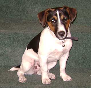 Hembras del Criadero Argentino de Jack Russell Terrier El Jardin de Jacky