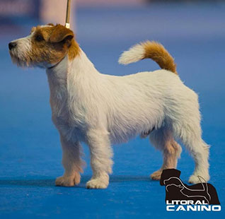 Machos Jack Russell Terrier