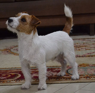 Machos Jack Russell Terrier