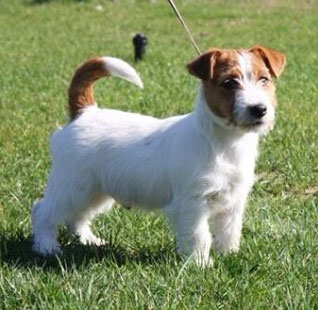 Machos Jack Russell Terrier