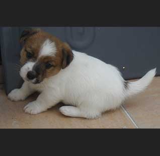 Machos Jack Russell Terrier
