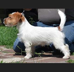 Machos Jack Russell Terrier