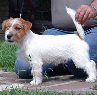 Machos Jack Russell Terrier