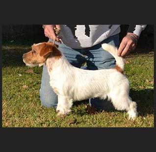 Machos Jack Russell Terrier