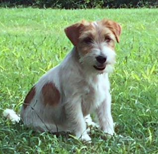 Machos Jack Russell Terrier