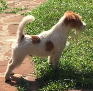 Machos Jack Russell Terrier