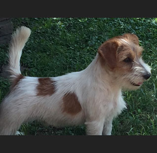 Machos Jack Russell Terrier