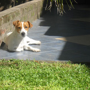 Hembras del Criadero Argentino de Jack Russell Terrier El Jardin de Jacky