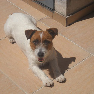Hembras del Criadero Argentino de Jack Russell Terrier El Jardin de Jacky