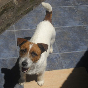 Hembras del Criadero Argentino de Jack Russell Terrier El Jardin de Jacky