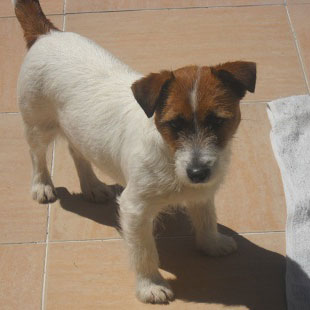 Hembras del Criadero Argentino de Jack Russell Terrier El Jardin de Jacky